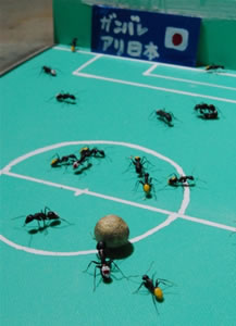 Mundial de Hormigas Mundial de Hormigas