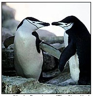 Pinguinos 